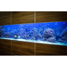 Jaka temperatura w akwarium jest odpowiednia dla rybek?