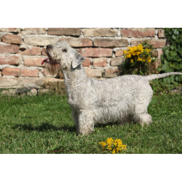 Terier czeski (cesky terrier) - encyklopedia ras psów