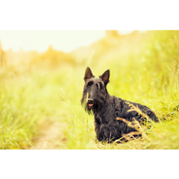 Terier szkocki - Encyklopedia ras psów