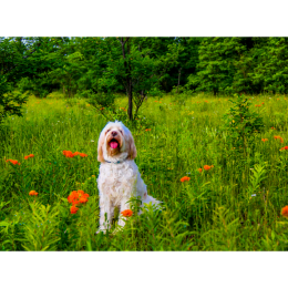 Terier tybetański (Tibetan terrier) - encyklopedia ras psów