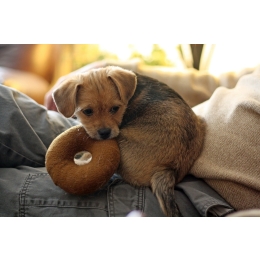 Jak przeprowadzić prawidłową socjalizację szczeniaka?