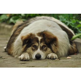 Jak odchudzić psa? Dieta i aktywność fizyczna w walce z nadmierną masą ciała pupila