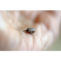 Kleszcz u psa – objawy, leczenie i usunięcie. Porady