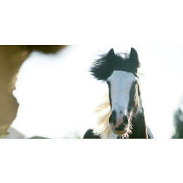 Tinker - najważniejsze informacje o rasie