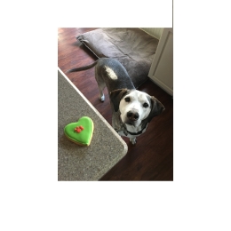 Ciekawe pomysły na tort dla psa