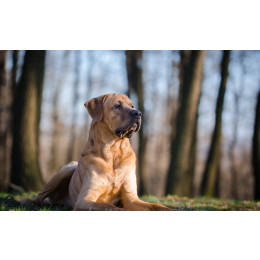 Tosa inu (mastif japoński) - Encyklopedia psów