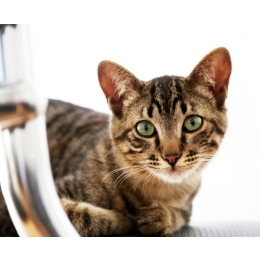 Toyger, czy tak wygląda domowy tygrys? – Encyklopedia kotów