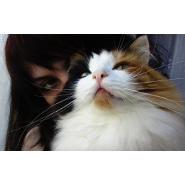 Jak rozpoznać trądzik u kota?