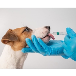 Tran dla psa – szkodzi czy pomaga?