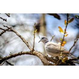 Choroby gołębi – czy wiesz na co mogą zachorować nasze gołębie?