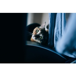 Jakie filmy zainteresują kota?