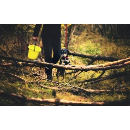 Czy ultradźwięki na kleszcze są skuteczne?