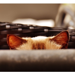 Uszy kota – jak słyszą koty i co oznacza dla nich obroża z dzwonkiem?