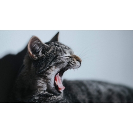 Kaszel u kota: przyczyny i objawy. Jak go leczyć?