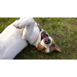 Pchle zapalenie skóry u psa: jak rozpoznać i leczyć APZS?