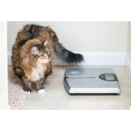 Ile powinien ważyć kot?