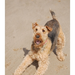Terier walijski (Welsh terrier) - Opis rasy (Encyklopedia psów)