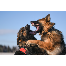 Psy bojowe i do walk - czy nadal istnieją? Historia walk psów na śmierć i życie