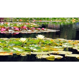 Rośliny do oczka wodnego – na jakie się zdecydować?