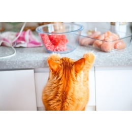 Czy wątróbka dla kota to dobre urozmaicenie jego diety?