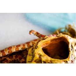 Wąż domowy i dla początkujących – najważniejsze informacje