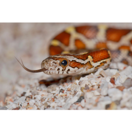 Wąż zbożowy - najważniejsze informacje o gatunku