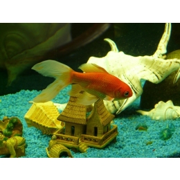 Welonki - najważniejsze informacje o gatunku