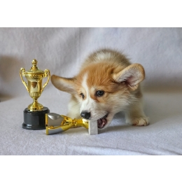 Jak oduczyć psa gryzienia – wybrane sposoby