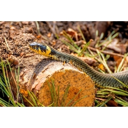 Węże występujące w Polsce. Które z nich są jadowite?