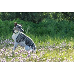 Chart whippet (chart angielski) – Encyklopedia psów