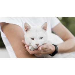 Ślinotok u kota: najczęstsze przyczyny i objawy. Co robić?