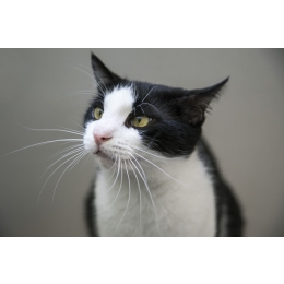 Wibrysy – po co kotu wąsy?