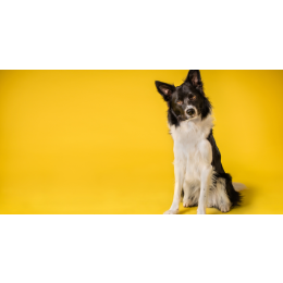 Wnętrostwo u psa - rozpoznanie, leczenie i profilaktyka