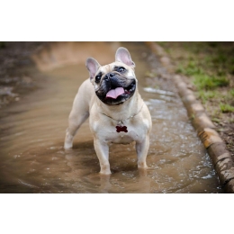 Choroby stawów u psa - Porady Weterynarza