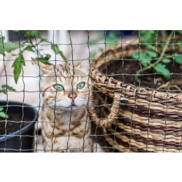 Najlepsza woliera dla kotów - wyposażenie i budowa