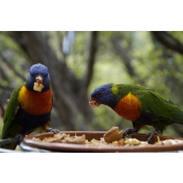 Jak zbudować wolierę dla ptaków? Czy woliera zewnętrzna dla papugi to dobry pomysł?