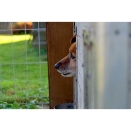 Na czym polega wolontariat w schronisku dla zwierząt? Najważniejsze informacje o wolontariacie