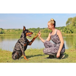 Trening psów - dlaczego motywacja podczas pracy jest tak ważna?