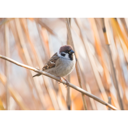 Co jedzą wróble i jak wyglądają? Poznaj bliżej wróbelki