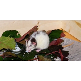 Co mogą jeść szczury? Sprawdź ulubione pokarmy szczurów