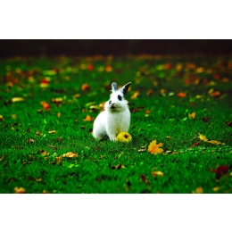 Jak zrobić wybieg dla królika miniaturki? Pomysły i porady