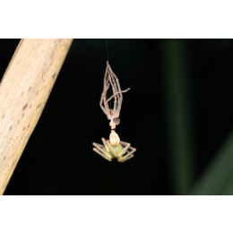 Przyczyny i przebieg wylinki pająka