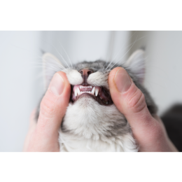 Fakty i ciekawostki o wymianie zębów u kota