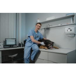 Jak rozpoznać dyskopatię u psa? Zapobieganie wypadnięciu dysku u psa