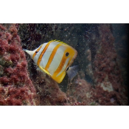 Wypławki, czyli niechciani goście w akwarium. Jak zwalczyć białego pasożyta?