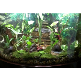 Jakie wyposażenie do terrarium wybrać dla jego mieszkańców?