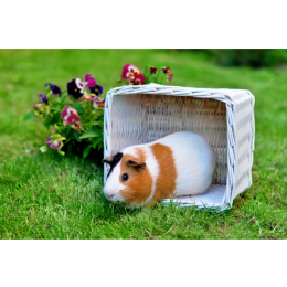 Wyprawka dla świnki morskiej - co powinna zawierać i ile wyniesie jej koszt?