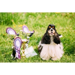 Wystawy psów - najważniejsze informacje