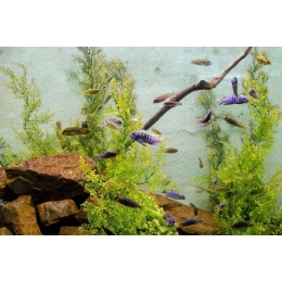 Najbardziej wytrzymałe ryby do akwarium