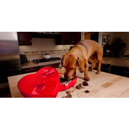 Jak skutecznie wywołać wymioty u psa i kota? Tych rzeczy absolutnie nie rób!